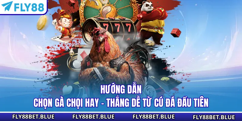 Hướng Dẫn Chọn Gà Chọi Hay - Thắng Dễ Từ Cú Đá Đầu Tiên